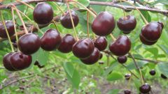 Какие существуют самоплодные сорта вишни для выращивания в Северо-Западном регионе