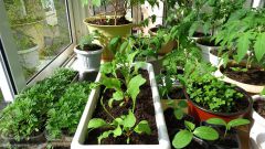 Можно ли вырастить овощи на подоконнике