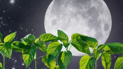 Лунный посевной календарь садовода и огородника на февраль 2018 года