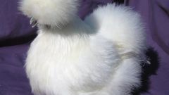Что за птица китайская шелковая курица