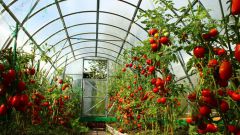 Какие сорта томатов для теплиц самые ранние 