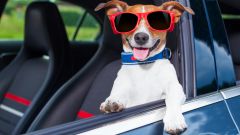 Как подготовиться поездке  на автомобиле, если собаку укачивает