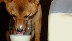 Можно ли давать собакам молоко