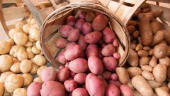 Как хранить картофель 