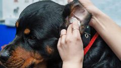 Можно ли чистить уши перекисью водорода собакам