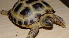 Содержание сухопутной черепахи в домашних условиях