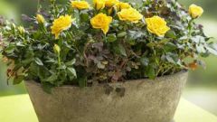 Комнатная роза - правила выращивания и ухода