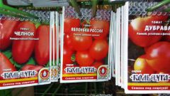 Сорта томатов для открытого грунта в средней полосе России