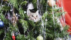 Как обезопасить елку от кошки