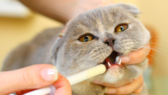 Как быстро и легко дать кошке жидкое лекарство