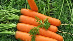 Как выбрать сорт моркови для своей почвы