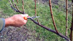 Как ухаживать за виноградом весной: основные тонкости