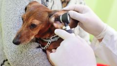 Как ухаживать за ушами собак