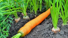После чего сажать морковь на огороде