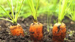 Как вырастить сочную и сладкую морковь