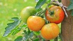 Как подвязать помидоры в открытом грунте