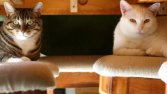 25 гениальных лайфхаков для любителей кошек