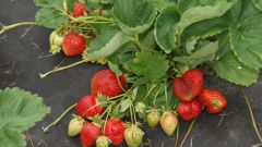 Клубника «Чамора Туруси»: описание, характеристики, агротехника выращивания