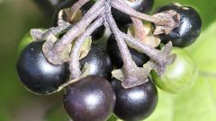 Санберри: полезные и лечебные свойства солнечной ягоды