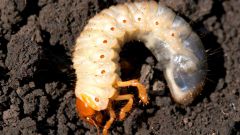 Как бороться с личинками майского жука