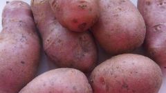 Ред Скарлет: характеристика, описание и выращивание сорта картофеля