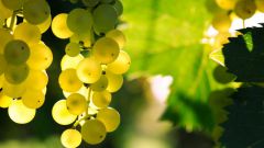 Мускатные сорта винограда: описание и характеристика 