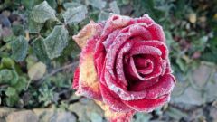 Как избавиться от мучнистой росы на розах