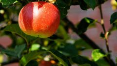 Как бороться с тлей на яблоне