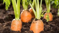Как поливать морковь в течение всего сезона