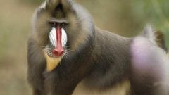 Гамадрил: среда обитания, поведение и враги примата