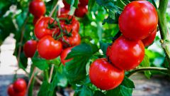 Как поливать томаты, чтобы получить богатый урожай