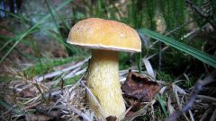 Горчак: что это за гриб и можно ли его есть?