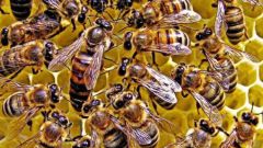 Все о пчеломатках: характеристика, виды, вывод, этапы развития
