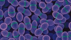 Enterococcus faecalis: что это такое, симптомы и лечение