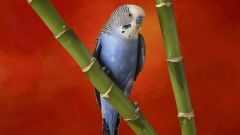 Как научить волнистого попугая говорить отдельные слова и предложения