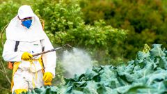 Как защититься от пестицидов в овощах и фруктах
