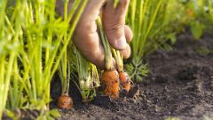 Как прореживать морковь, чтобы урожай был обильным