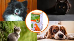 «Дентавидин» для ухода за проблемными деснами и зубами у собак и кошек: инструкция по применению