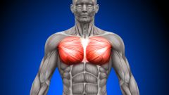Идеальное упражнение для грудных мышц, или как накачать грудные мышцы