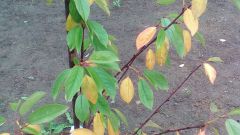 Почему у вишни летом могут желтеть листья