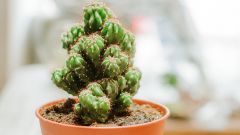  Как ухаживать за кактусами в домашних условиях
