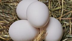 День яйца: возникновение и правила проведения