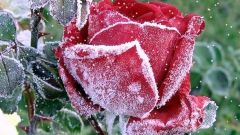 Как подготовить розы к зиме