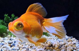 Моя золотая рыбка