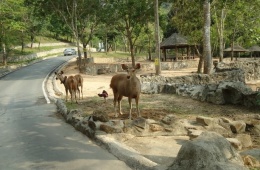 Открытый зоопарк Као Кео - самый удивительный зоопарк Тайланда