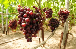 «Преображение» - один из лучших сортов темного винограда