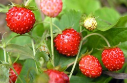 Вкусная ягода для здоровья