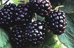 Ежевика (Rubus fruticous L.)