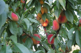 Инжирные персики - больше мякоти