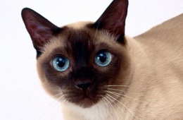 Тайская кошка: строгая, но красивая 